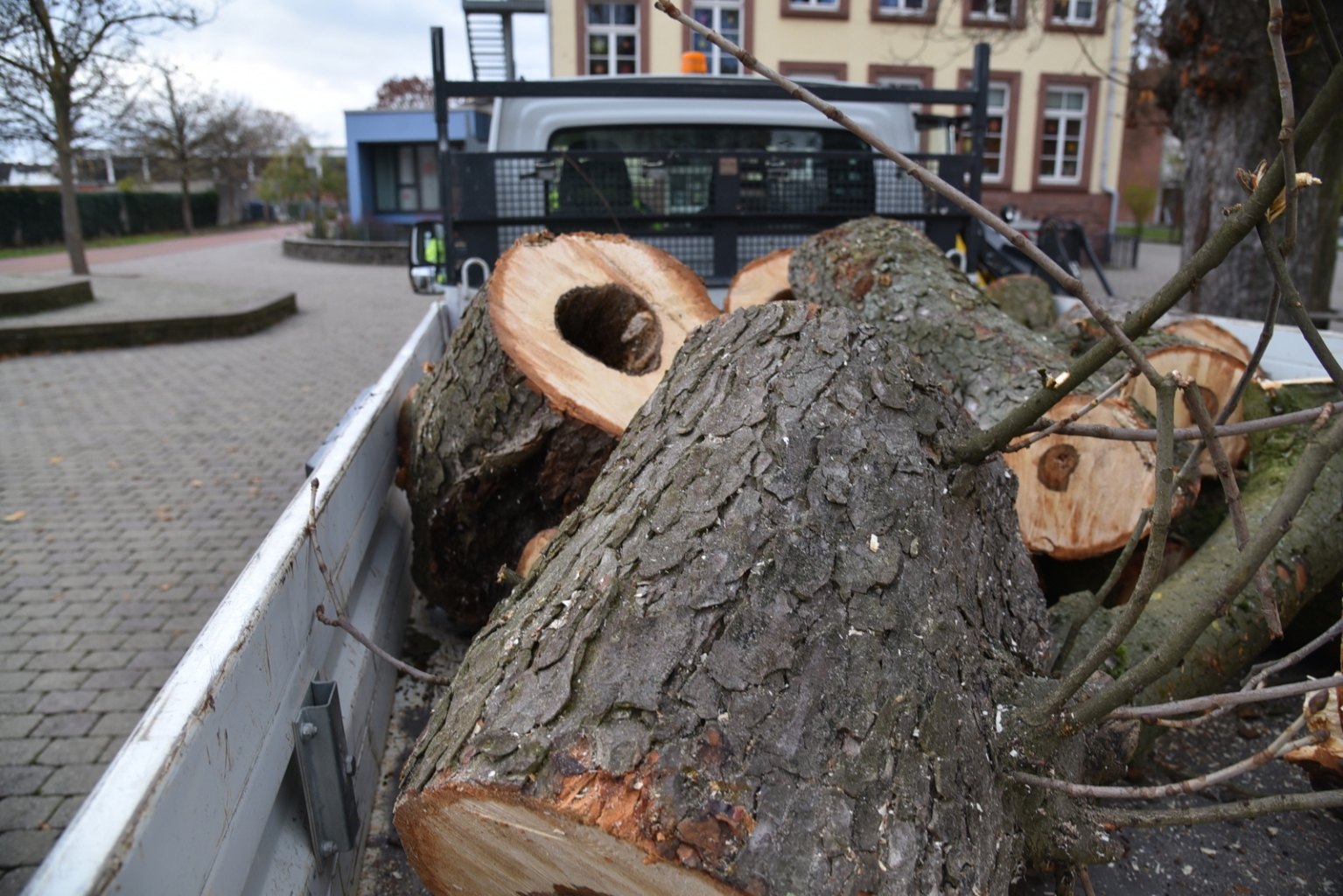 An den abgesägten Ast- und Stammstücken konnte man sehen, dass der Baum von innen starb. Er wies große Löcher auf.