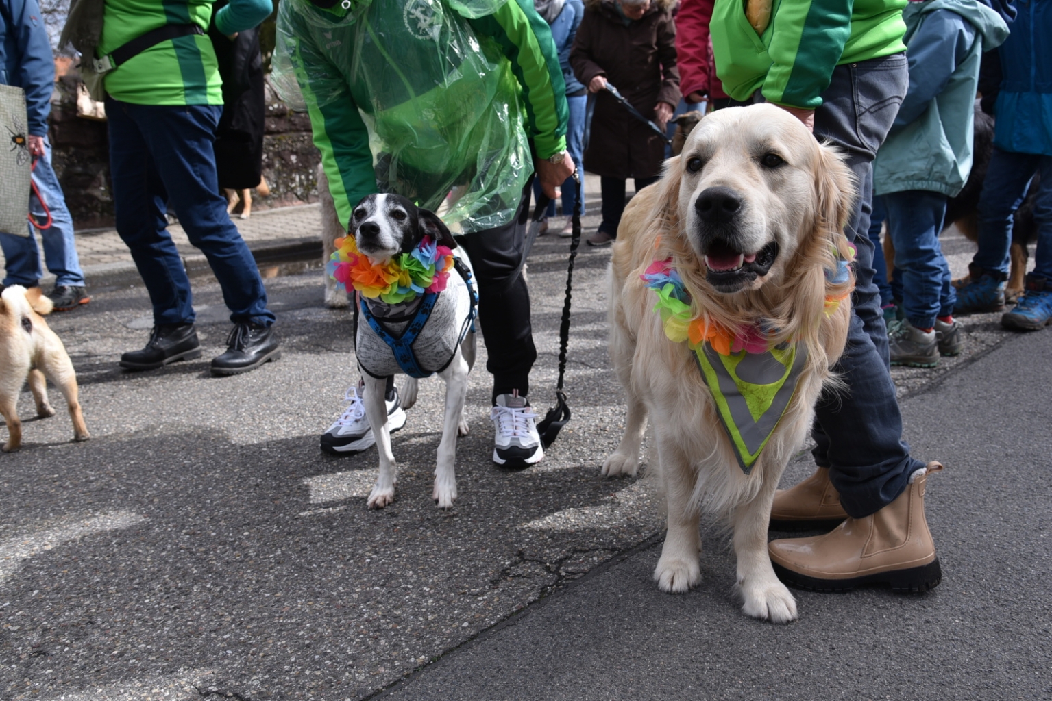 Die Hunde vom Hundesportverein Oftersheim hatten sich schick für den Umzug gemacht.