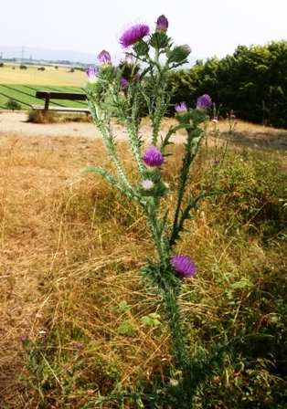 Blume im Feld